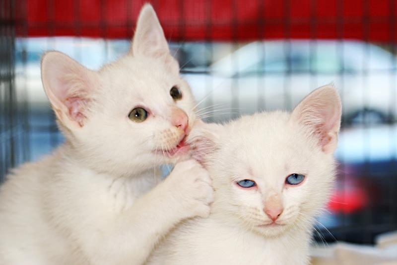 2011whitekittens