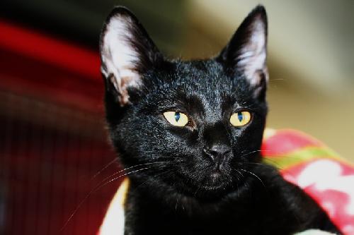 2011bella