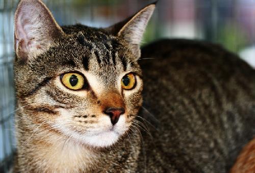 2011max-tabby