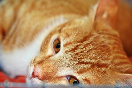 2011mitzi