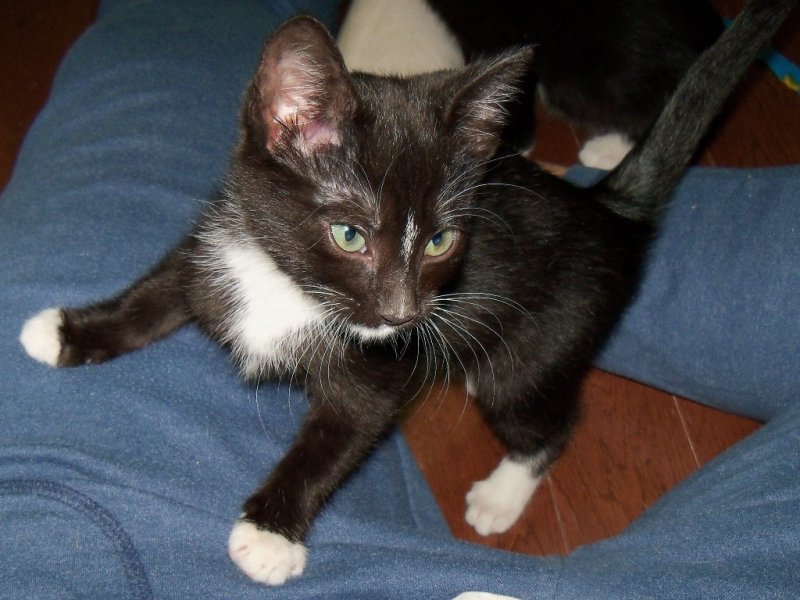 2012Punkin