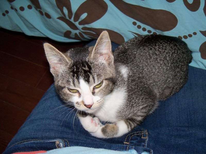 2012Lola