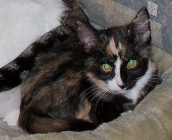 2012Abby