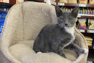 2012helensgreytux