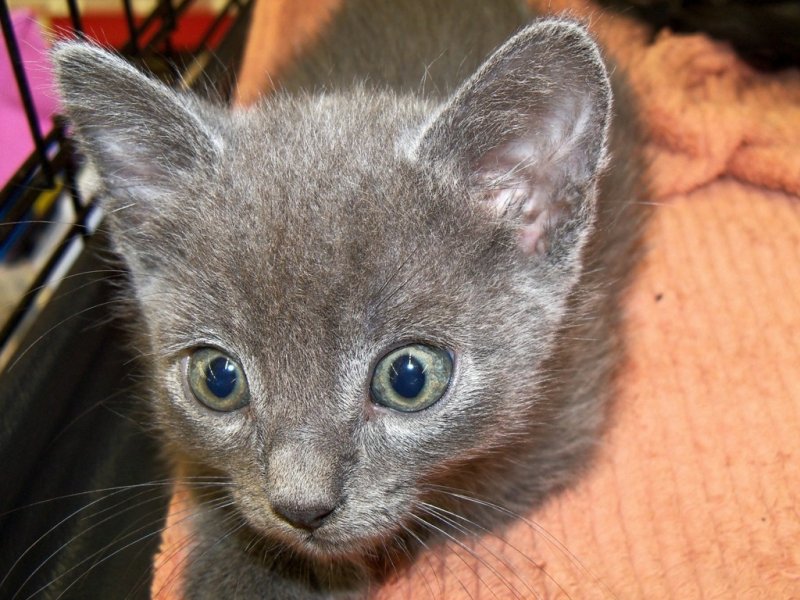 2012polydactyl-blues