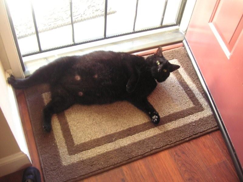 2011Buddy