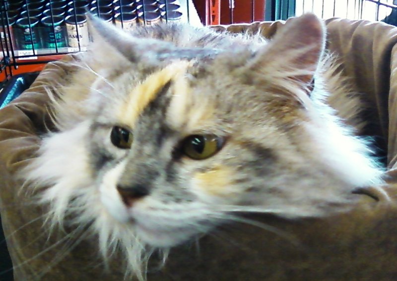 2012cheesecake