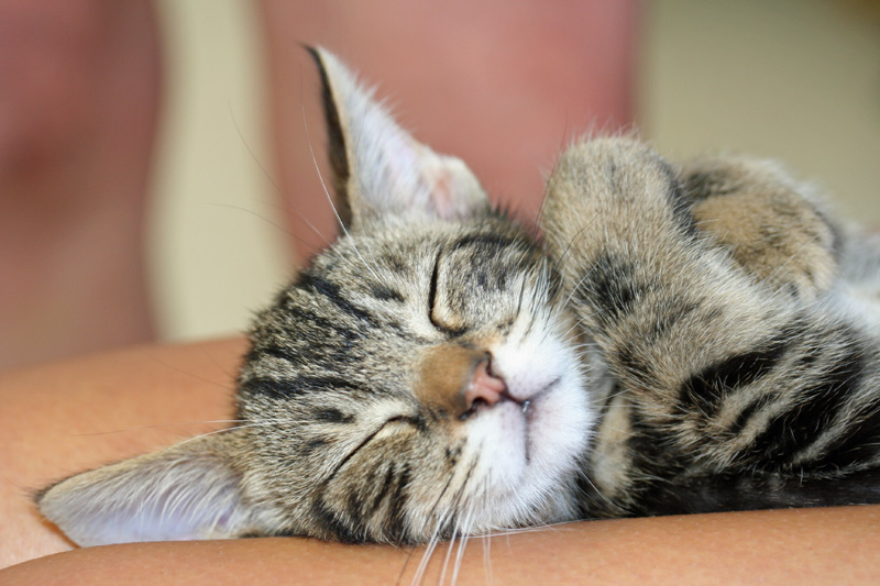 2012cutekit