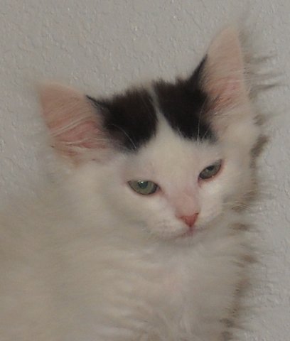 2012dottie