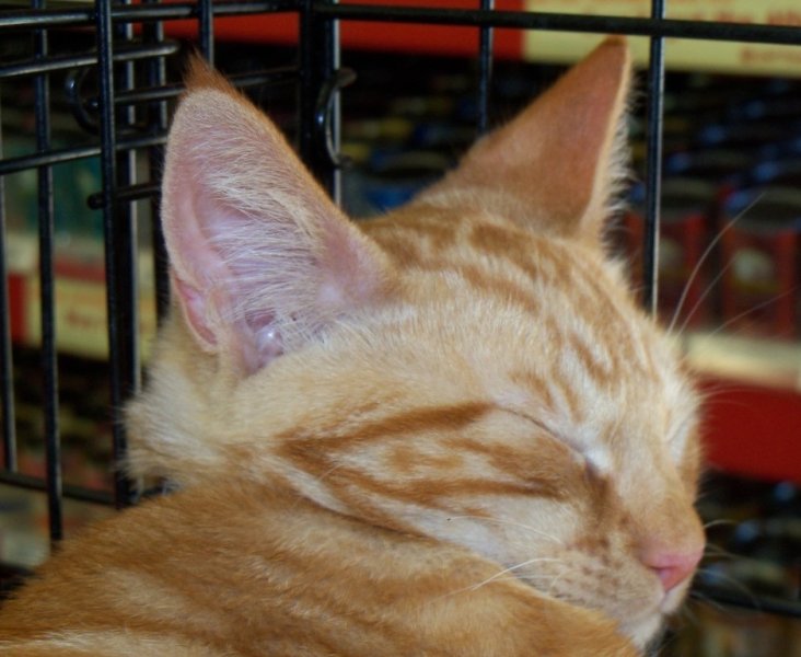 2012 gary-coco