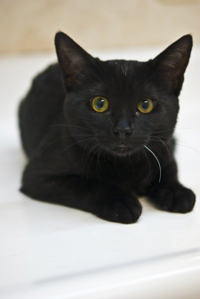 2011jellybean