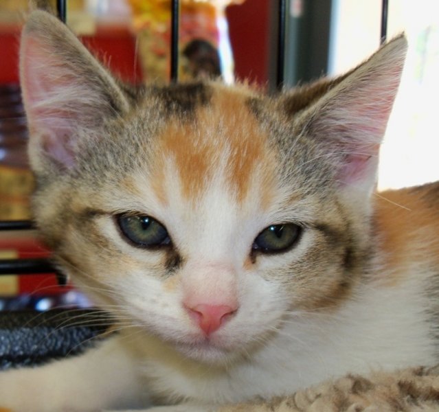 2012kay-calicos