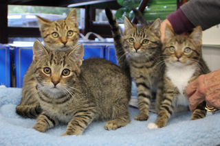 2011cantabbies