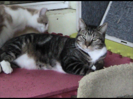 2011mitzy