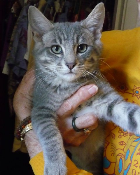 2012ringo