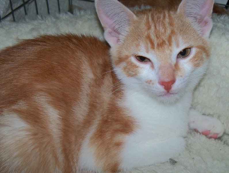 2011Sebastian#2