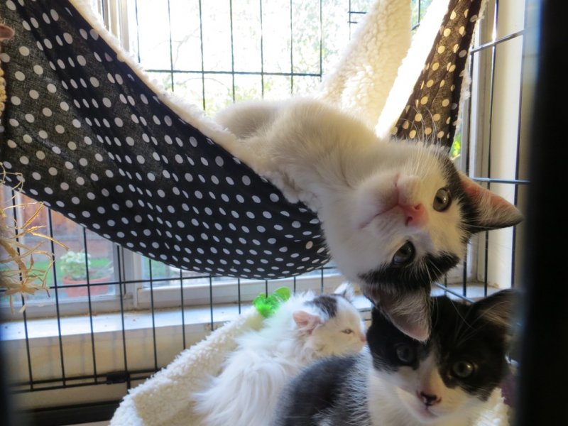 2012sweetie-pie-in-hammock-2