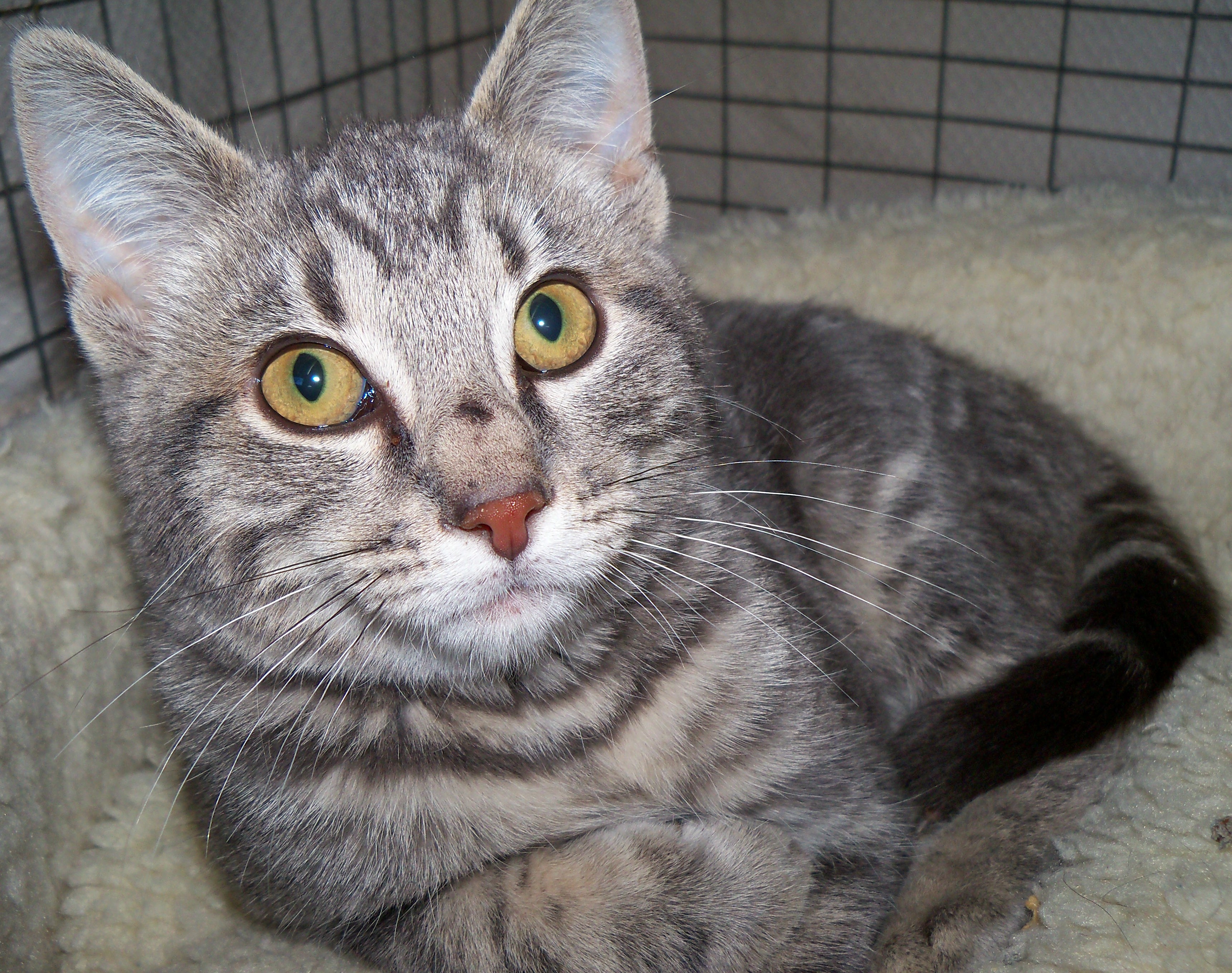 2011Tabby Boy2