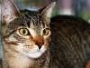 2011max-tabby