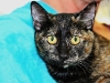 2011tortie