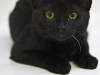 2011jellybean