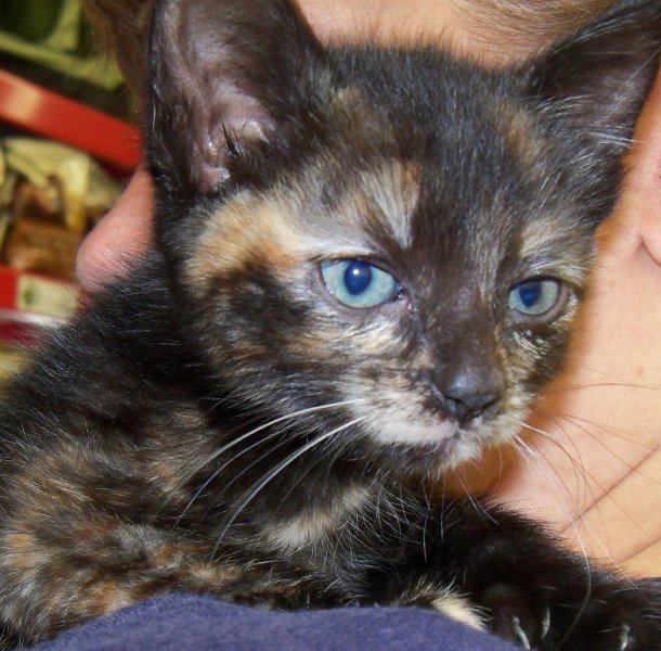2012polydactyl-tortie