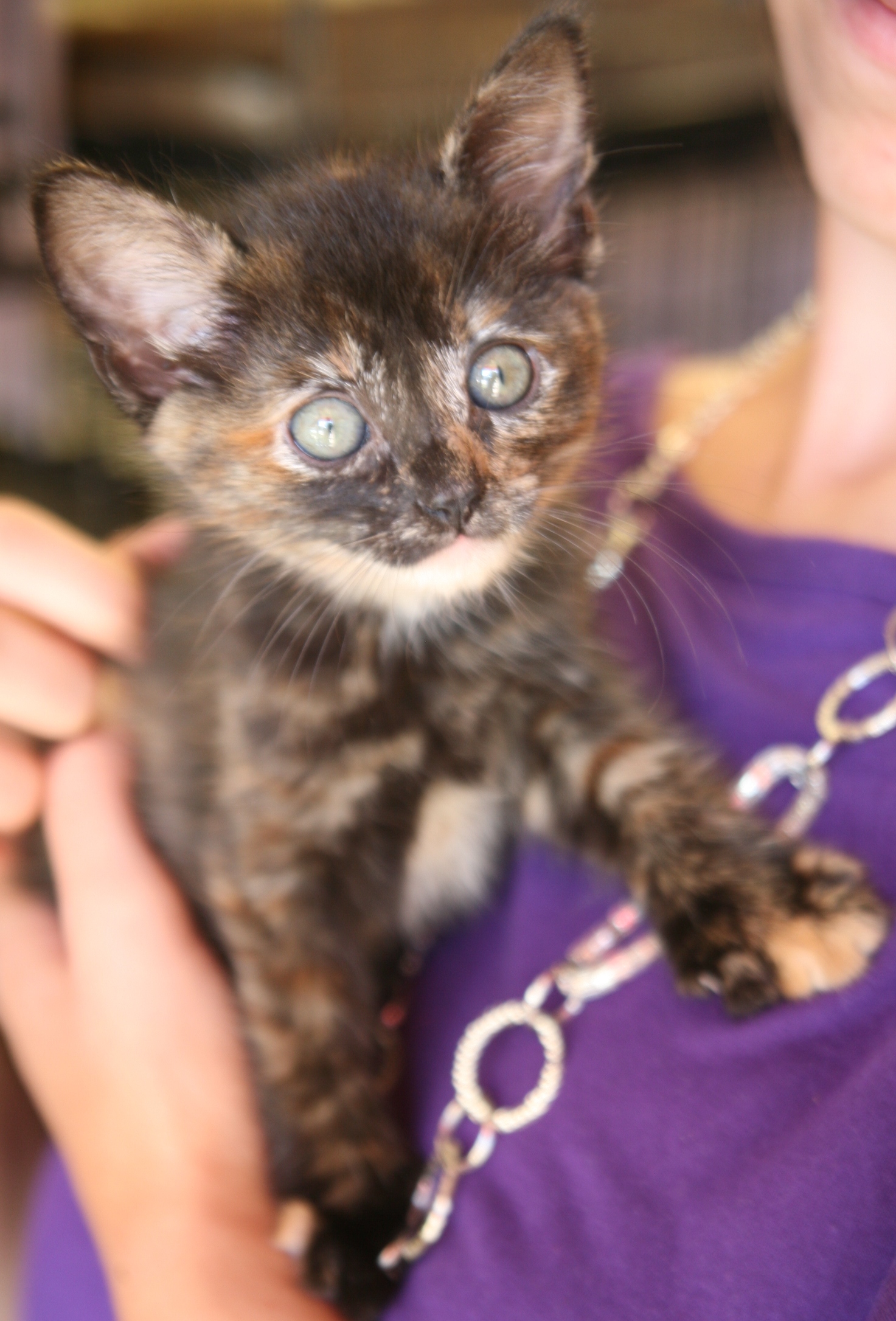 2012tortie polydactyl