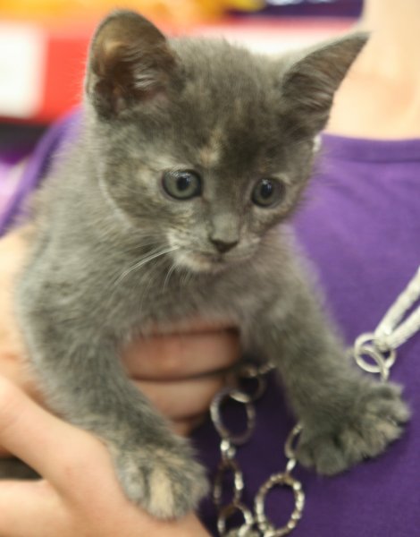 2012torties