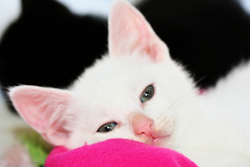 2011whitekittens