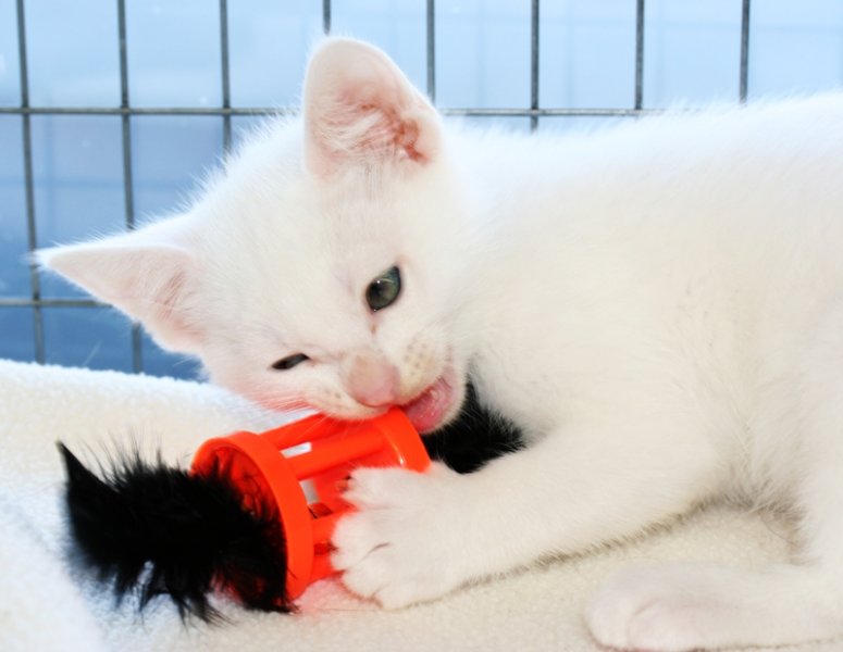 2011whitekittens