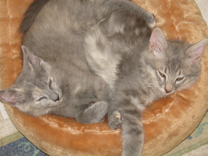 2009_kittens_10-weeks-old-007