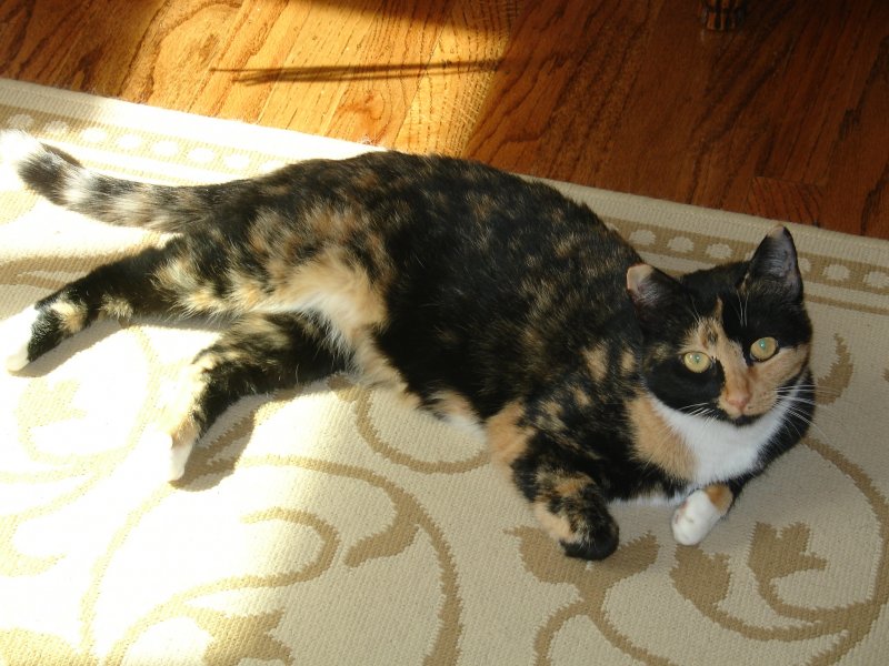 2009Calico2
