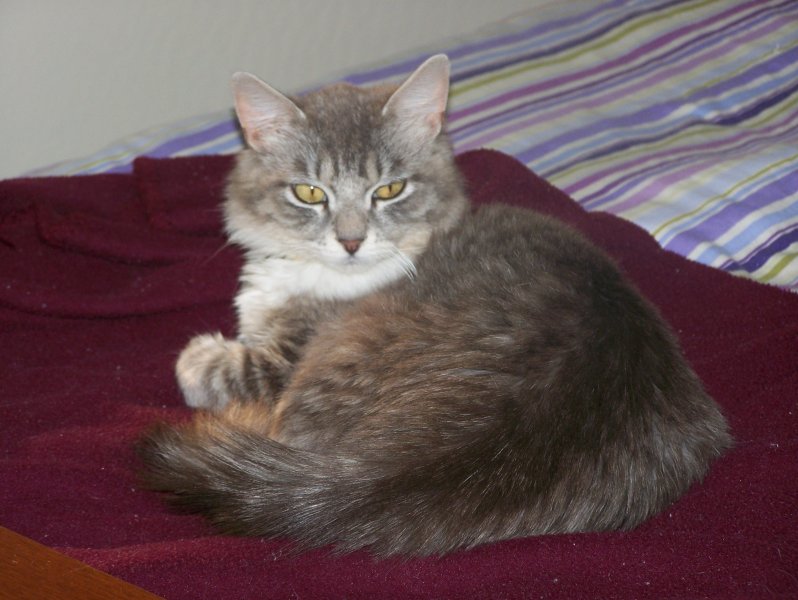 2009misty