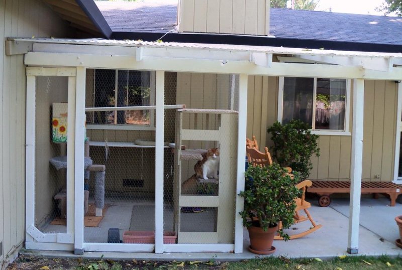 indoor to outdoor cat enclosures