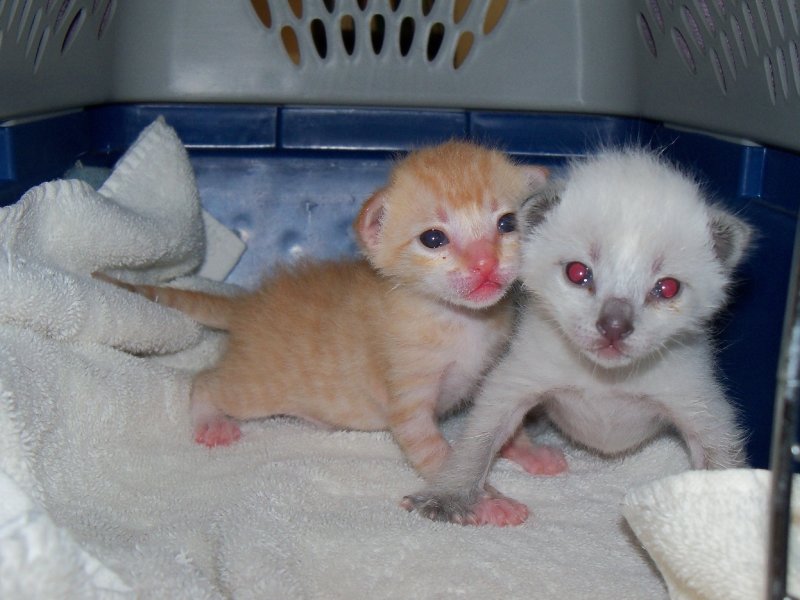 one week old kitten care