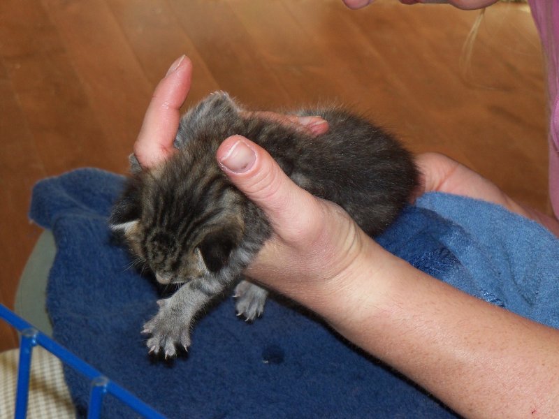 constipated newborn kitten