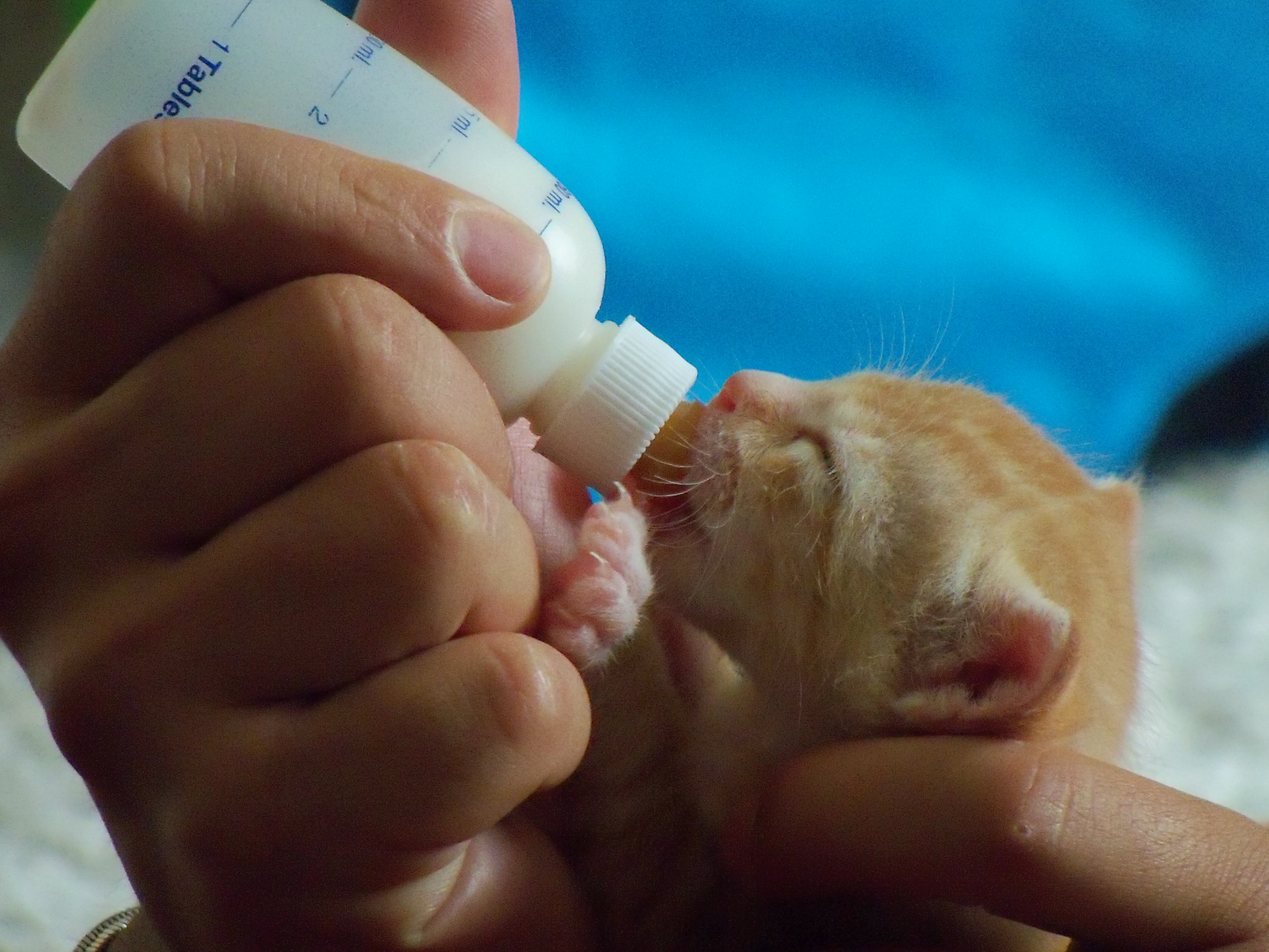 how to feed 3 day old kittens