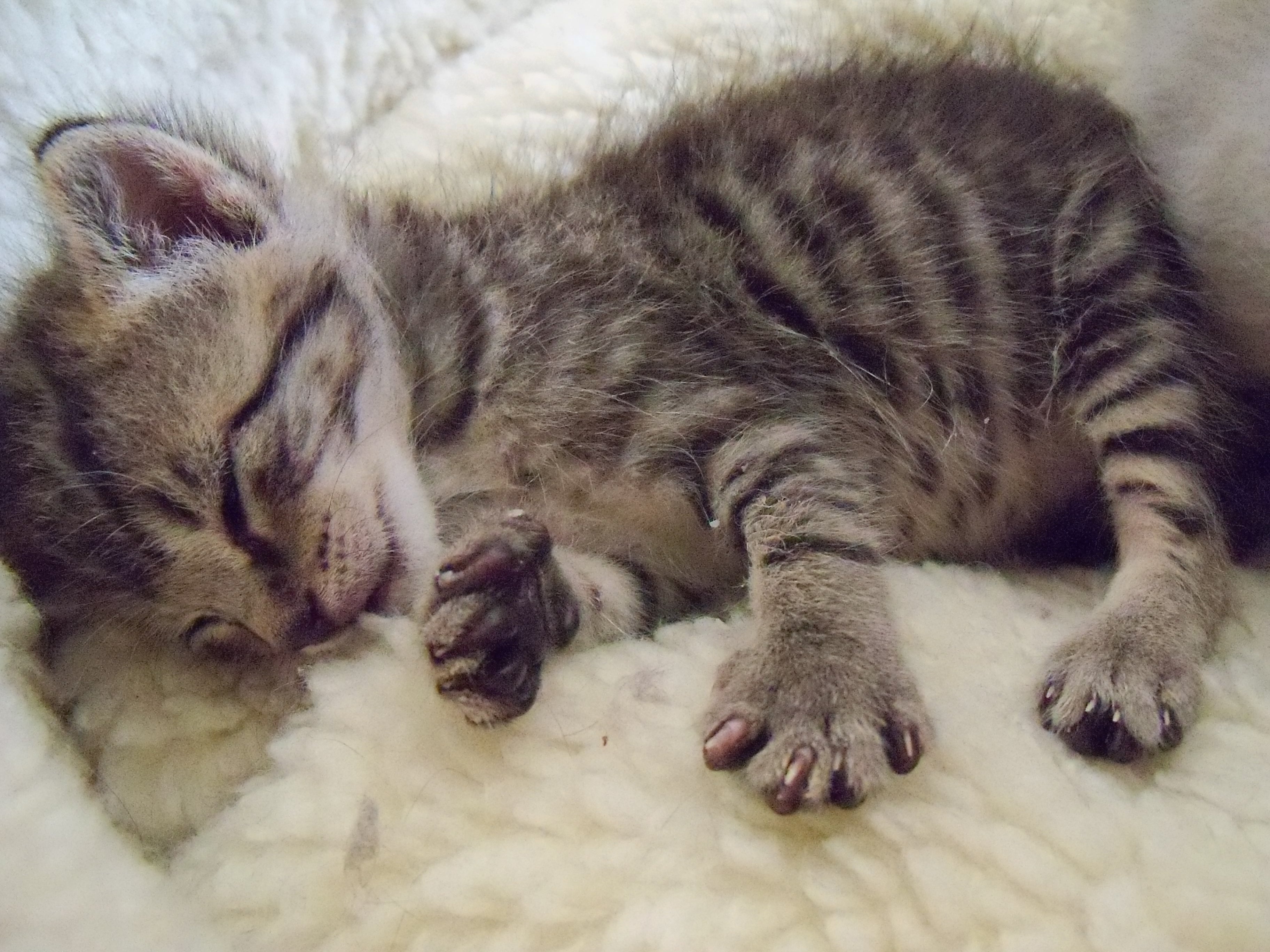 how much do newborn kittens sleep