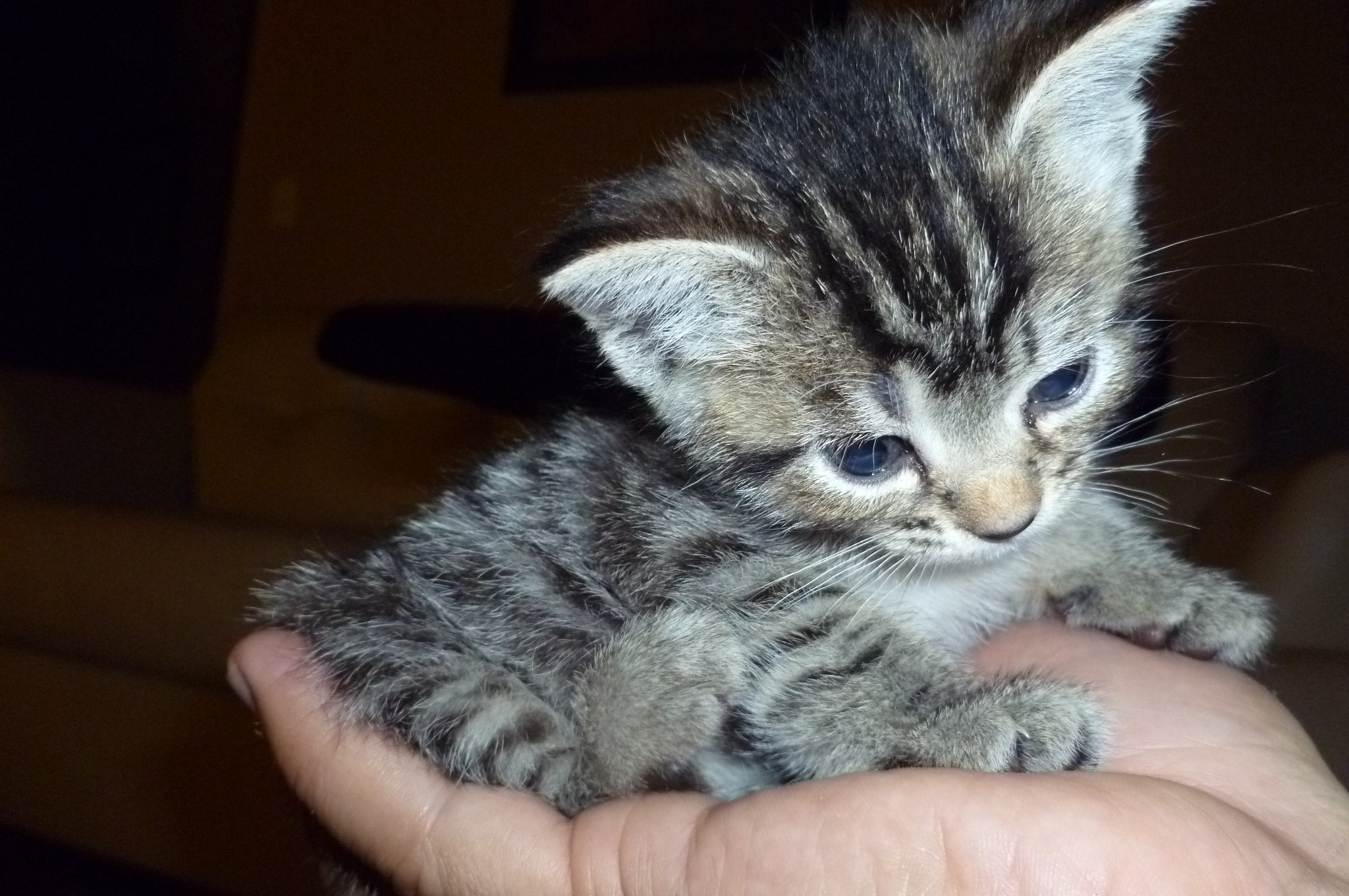 3 week old kitten not eating