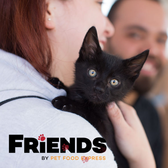 Community Concern For Cats 600 cat adoptions a year