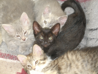 mamas-kittens