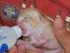 BottleFeed-AJ