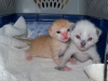 BottleBabies-2weeks