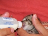 BottleFeed-Toby2