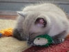 2011Sebastian2