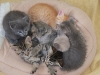 2011BottleBabies
