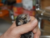 2014Tracy bottle baby (7)
