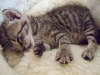 BottleBabies-3weeks