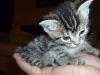 BottleBabies-4weeks
