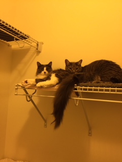 In their new home, Willow and Simon found a safe spot in the closet high on a shelf.